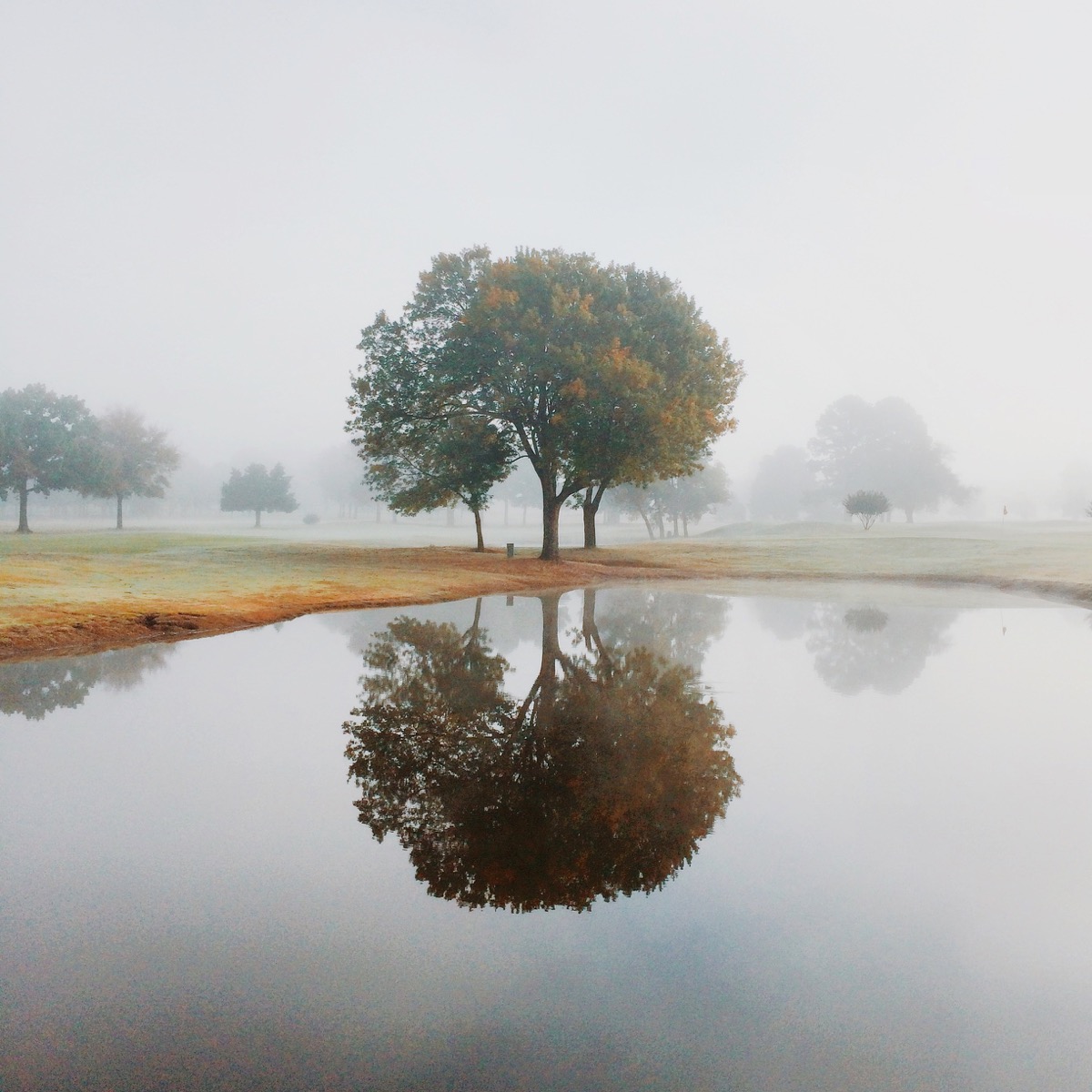 Brenton Clarke photo of tree and reflection in pond below