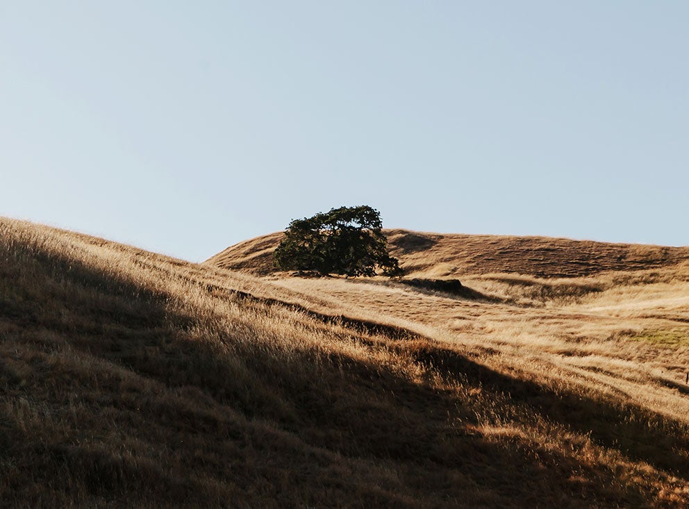 Golden hill off of a hiking trail at golden hour