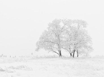 A lone snow-covered tree in a snowy field